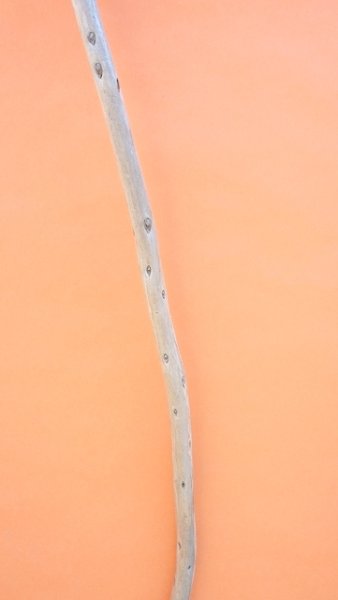 画像4: 棒流木セット (4)