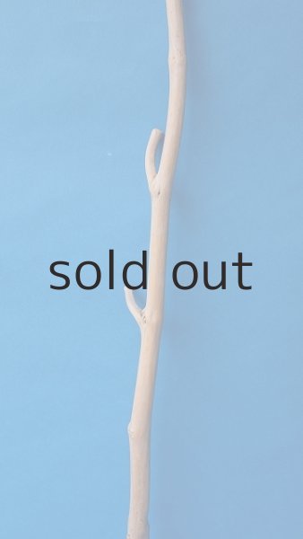 画像3: 枝流木 (3)