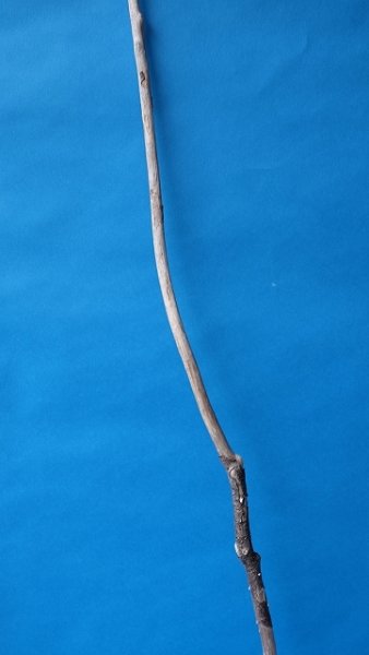 画像5: 枝流木 (5)