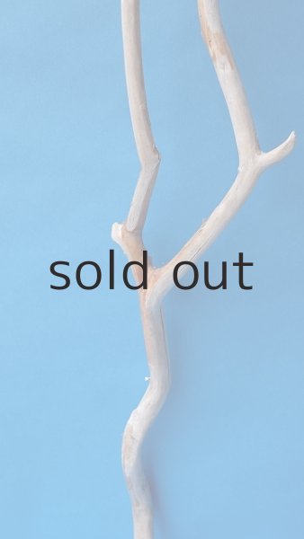 画像3: 枝流木 (3)