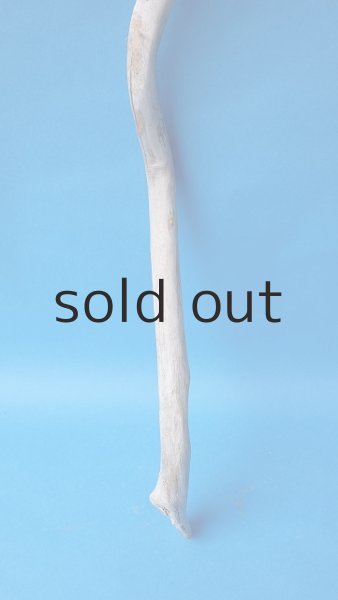 画像2: 枝流木 (2)