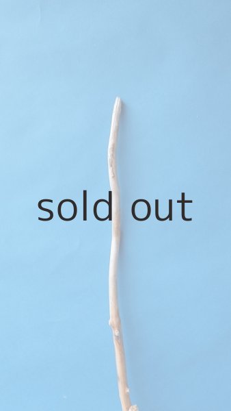 画像5: 枝流木 (5)