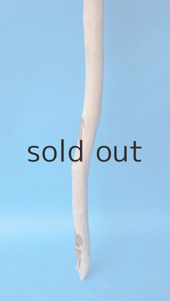 画像2: 枝流木 (2)