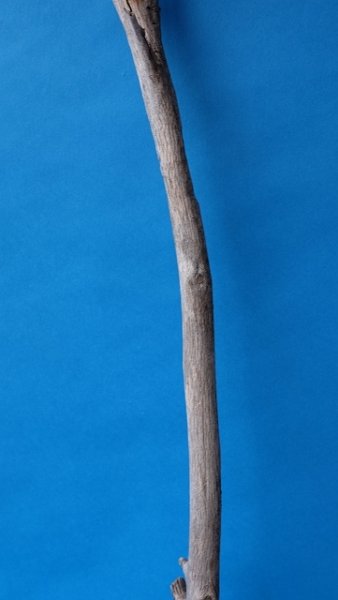 画像3: 枝流木 (3)