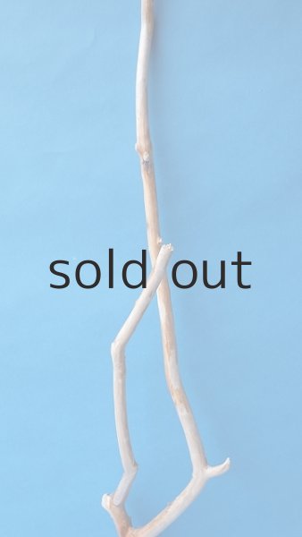 画像4: 枝流木 (4)