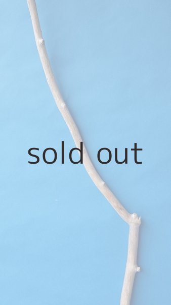 画像4: 枝流木 (4)