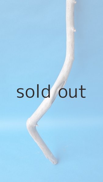 画像2: 枝流木 (2)