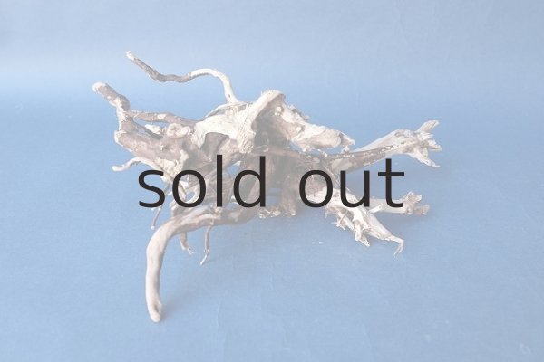 画像3: 流木根 (3)