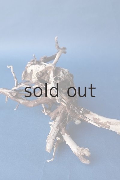 画像4: 流木根 (4)