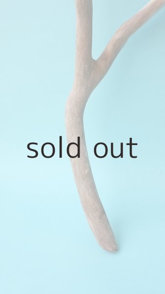 画像2: 枝流木 (2)