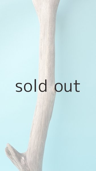 画像3: 枝流木 (3)