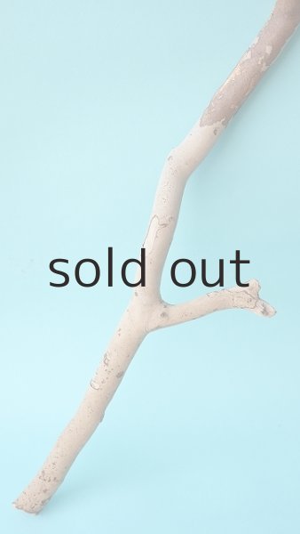 画像7: 枝流木 (7)