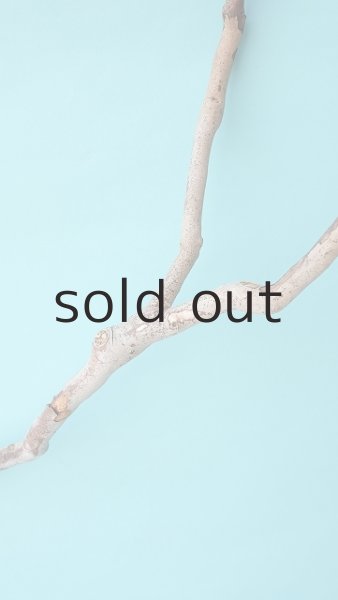 画像4: 枝流木 (4)