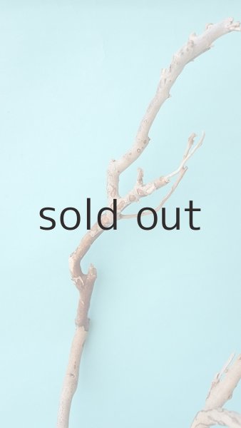 画像5: 枝流木 (5)