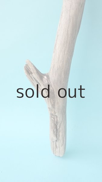 画像2: 枝流木 (2)