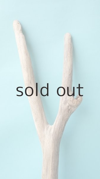 画像4: 枝流木 (4)