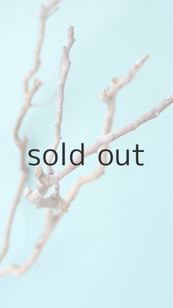 画像6: 枝流木 (6)