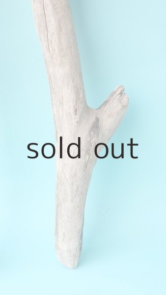 画像5: 枝流木 (5)