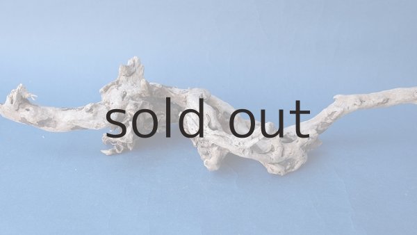 画像4: 流木根 (4)