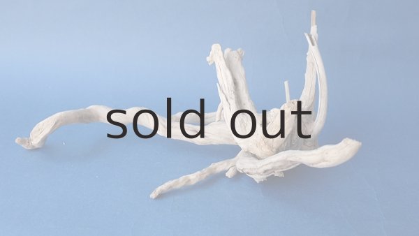 画像3: 流木根 (3)