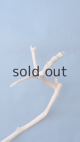 画像4: 小枝流木 (4)