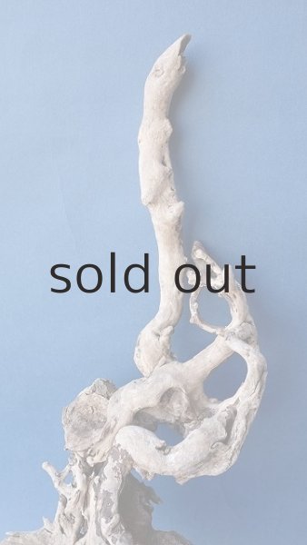 画像3: 流木根 (3)