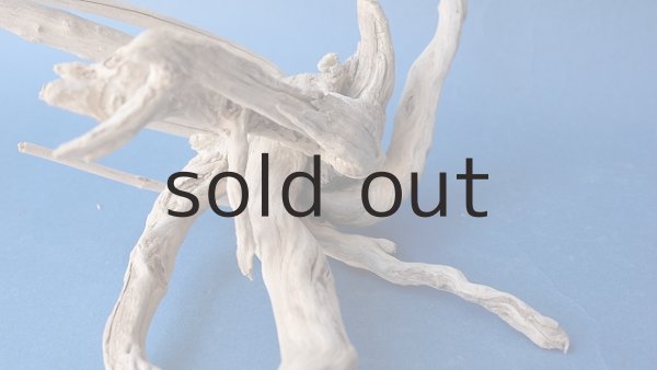 画像5: 流木根 (5)