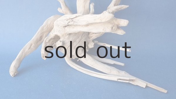 画像2: 流木根 (2)