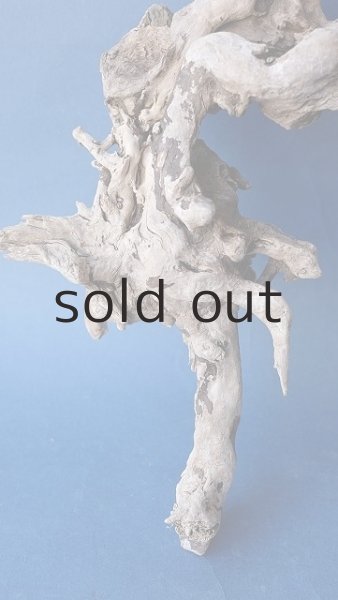 画像2: 流木根 (2)