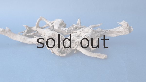 画像5: 流木根 (5)