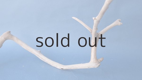 画像6: 小枝流木 (6)