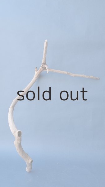 画像5: 小枝流木 (5)