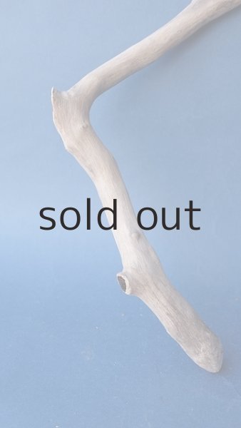 画像2: 小枝流木 (2)