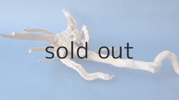 画像4: 流木根 (4)