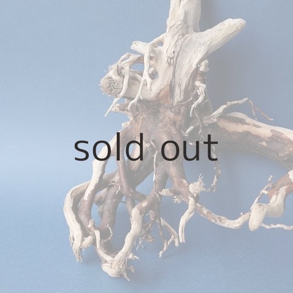 画像2: 流木根 (2)