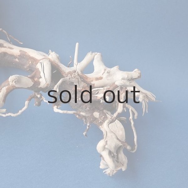 画像3: 流木根 (3)