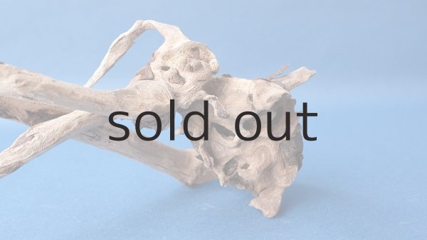 画像4: 流木根 (4)