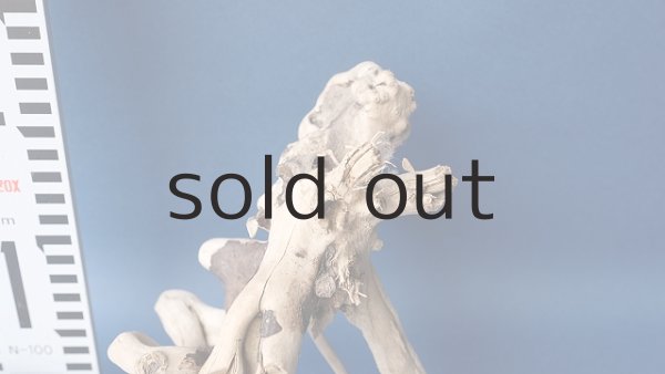 画像4: 流木根 (4)