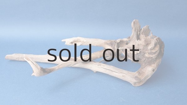 画像3: 流木根 (3)