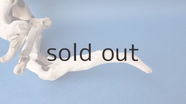 画像3: 流木根 (3)