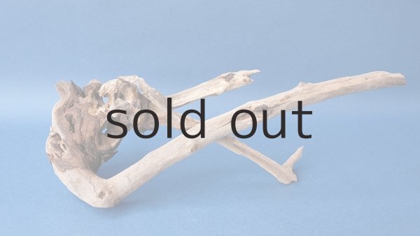 画像2: 流木根 (2)