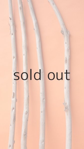 画像3: 棒流木セット（カット流木） (3)