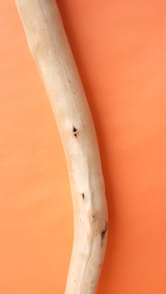 画像3: 幹流木 (3)