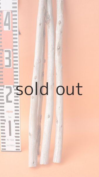 画像5: 棒流木セット（カット流木） (5)