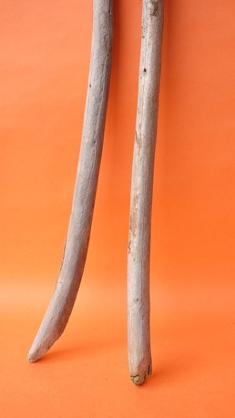 画像2: 棒流木セット（カット流木） (2)