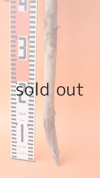 画像5: 枝流木 (5)