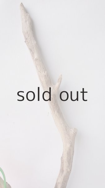 画像3: 小枝流木 (3)