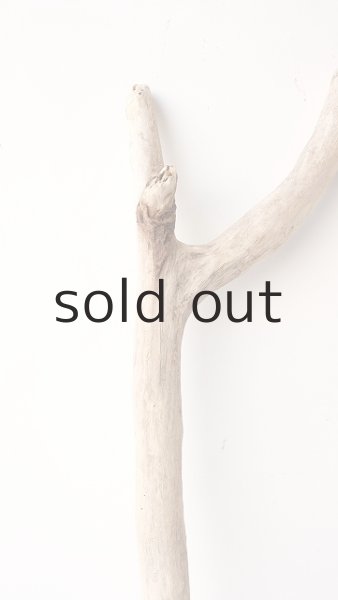 画像3: 小枝流木 (3)