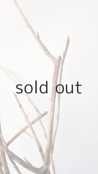 画像6: 流木根（中型） (6)