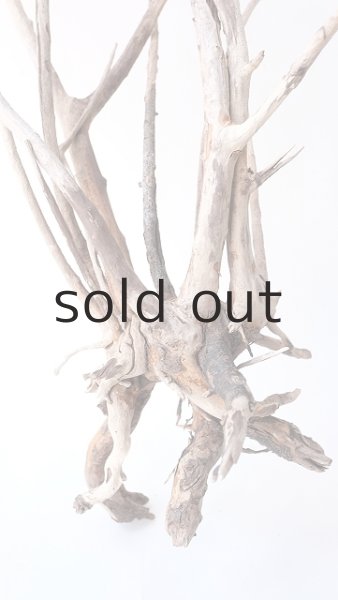 画像2: 流木根（中型） (2)